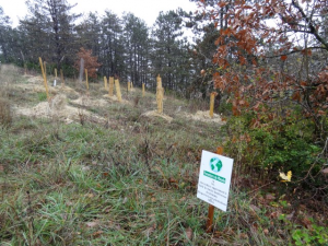 Le site de la forêt Saint Désiré